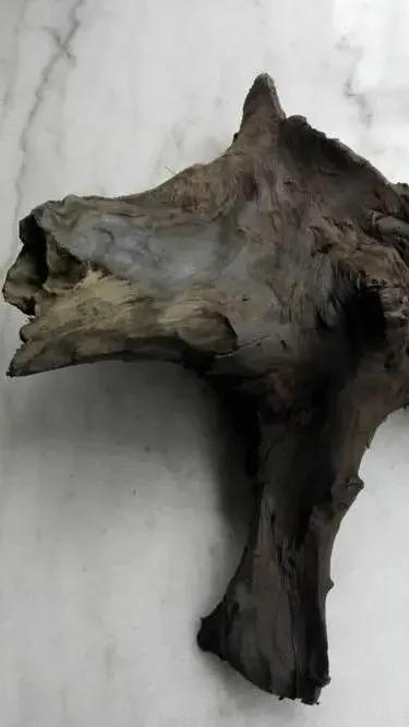 阴沉木是怎么形成的,阴沉木形成条件