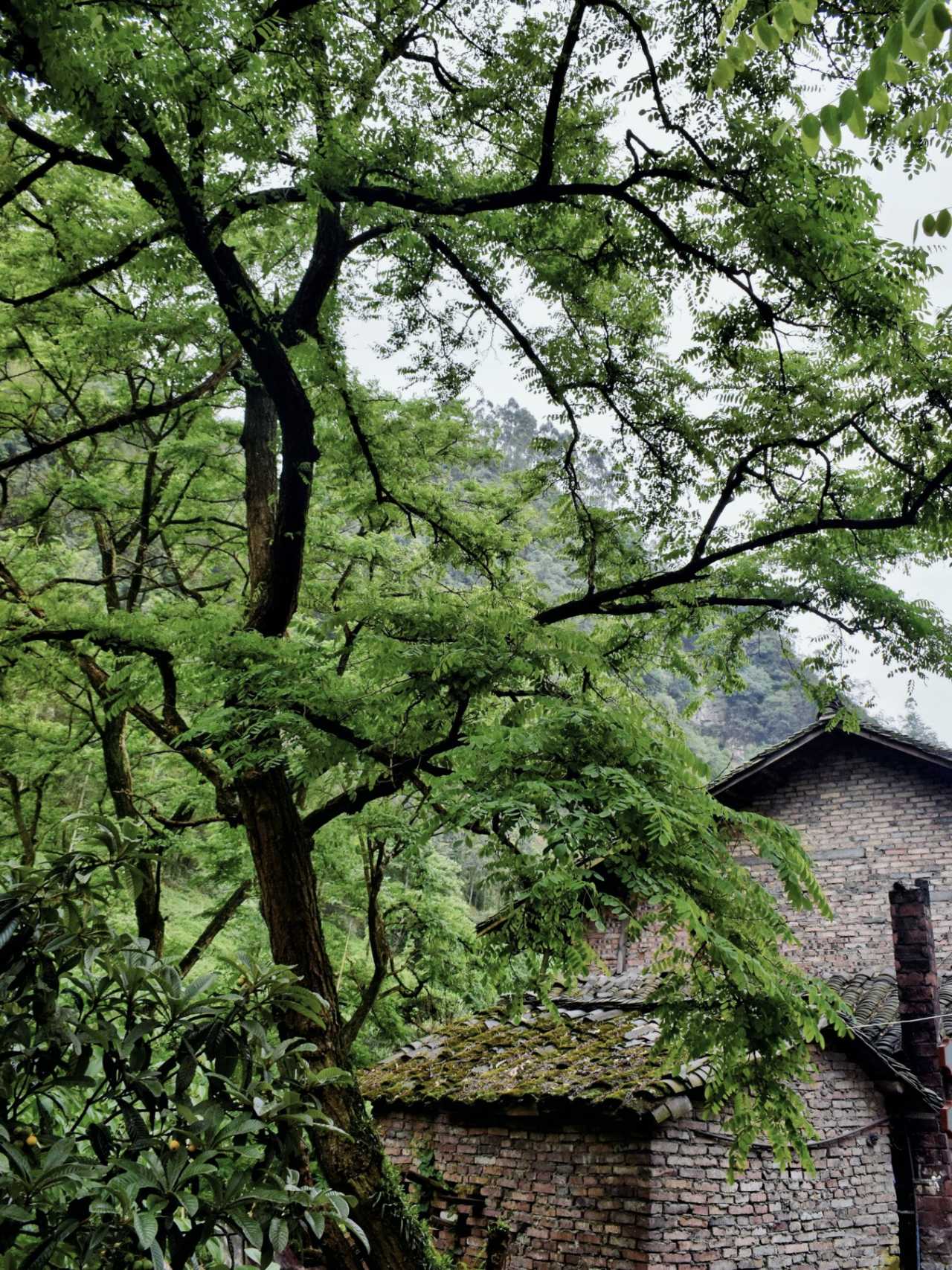 乐山异国风情打卡新去处,乐山游玩攻略及人文风情