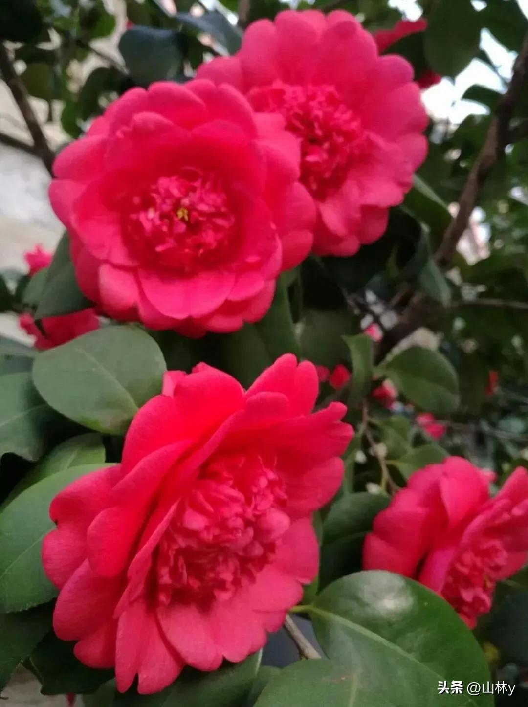 五颜六色的花朵养眼舒心,灵动秀美的花朵图片