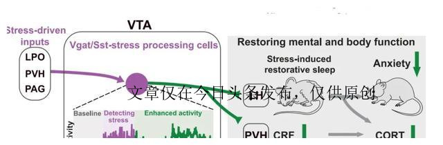 你压力大吗？赶紧睡一觉，这或许是最快的解决方法