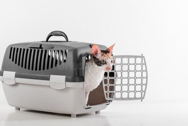 猫长癣是什么原因,猫长癣了