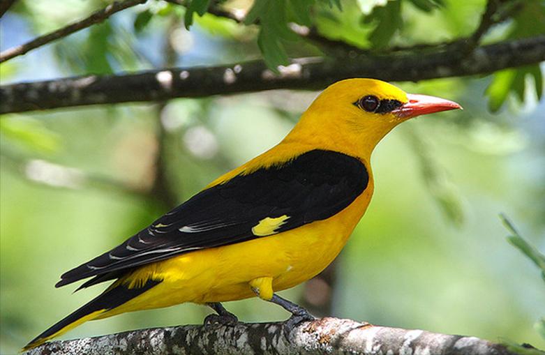 鸟儿大全高清图,高清珍稀鸟动态图片大全