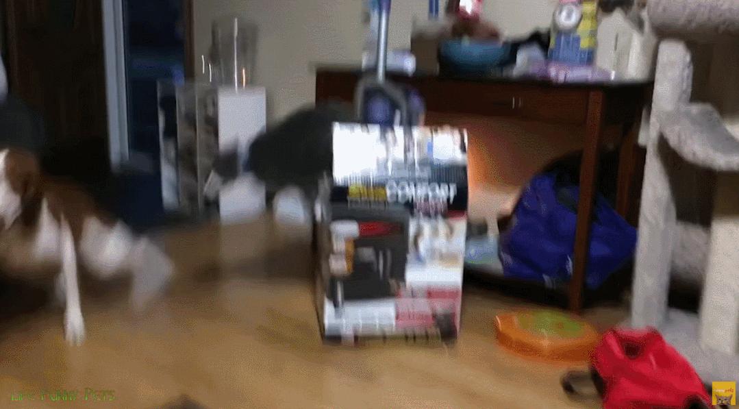 据说养猫超过3年，铲屎官都会变成神经病？