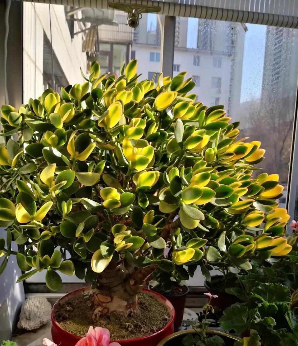 室内养什么释放氧气最多,室内氧吧盆栽