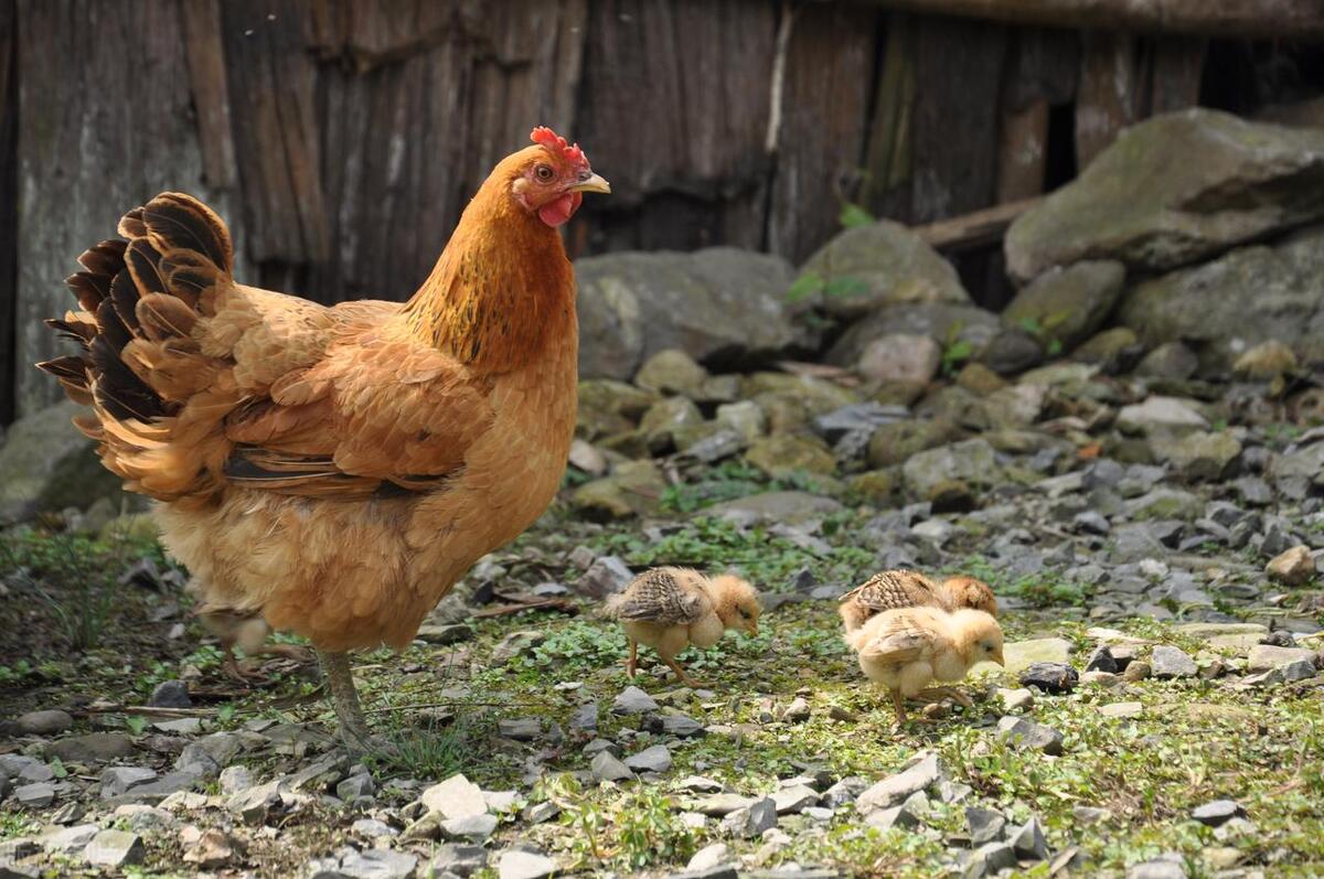 贩卖活鸡活鸭要什么手续,活鸡检疫证明在哪里开