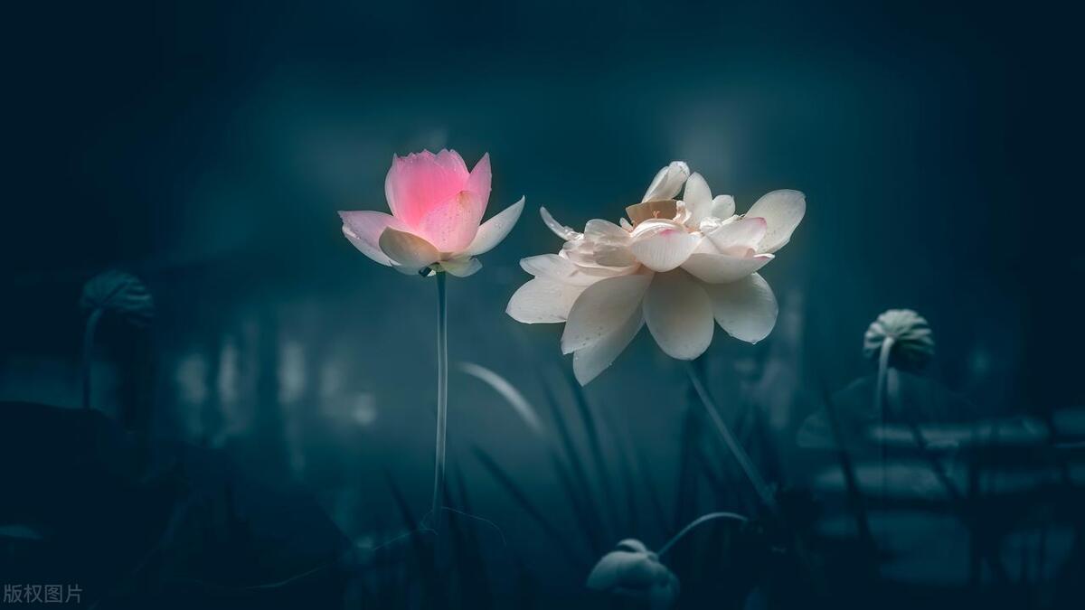 转网成功文案,转网的文案