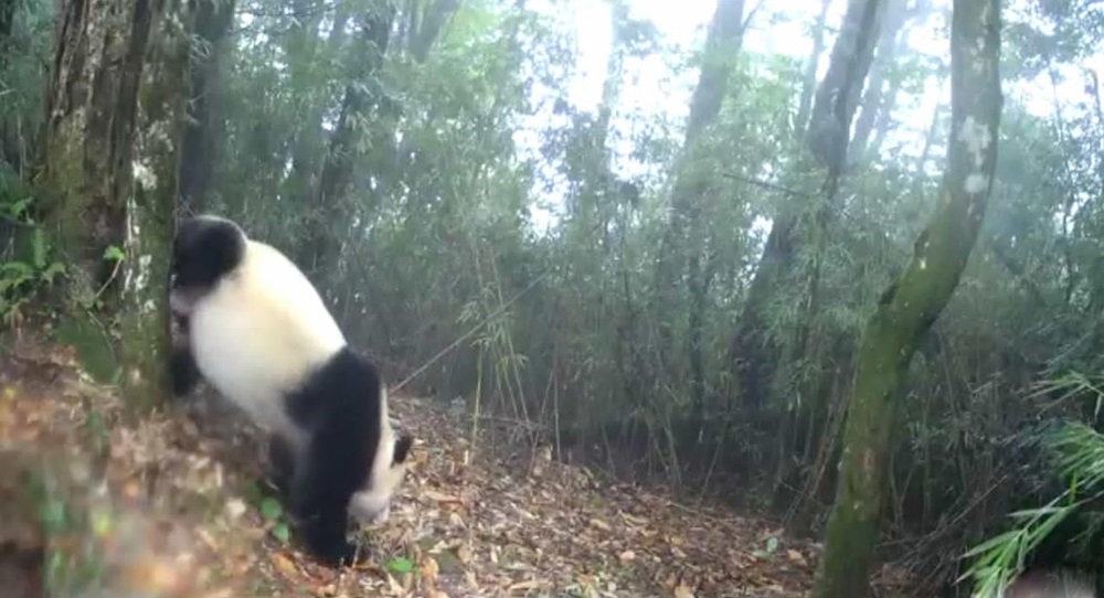 四川发现一大熊猫，在竹林转悠，还在一棵树边，表演“倒立撒尿”