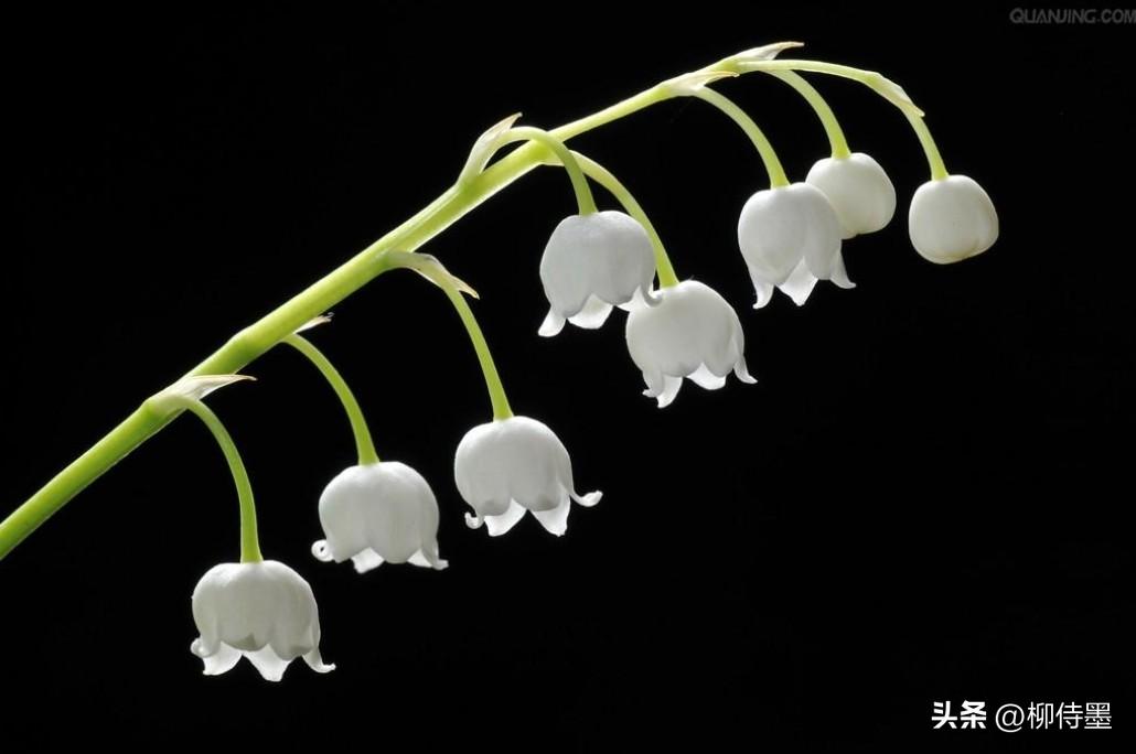 如何拍摄高清花朵照片教程,拍照技术技巧花朵