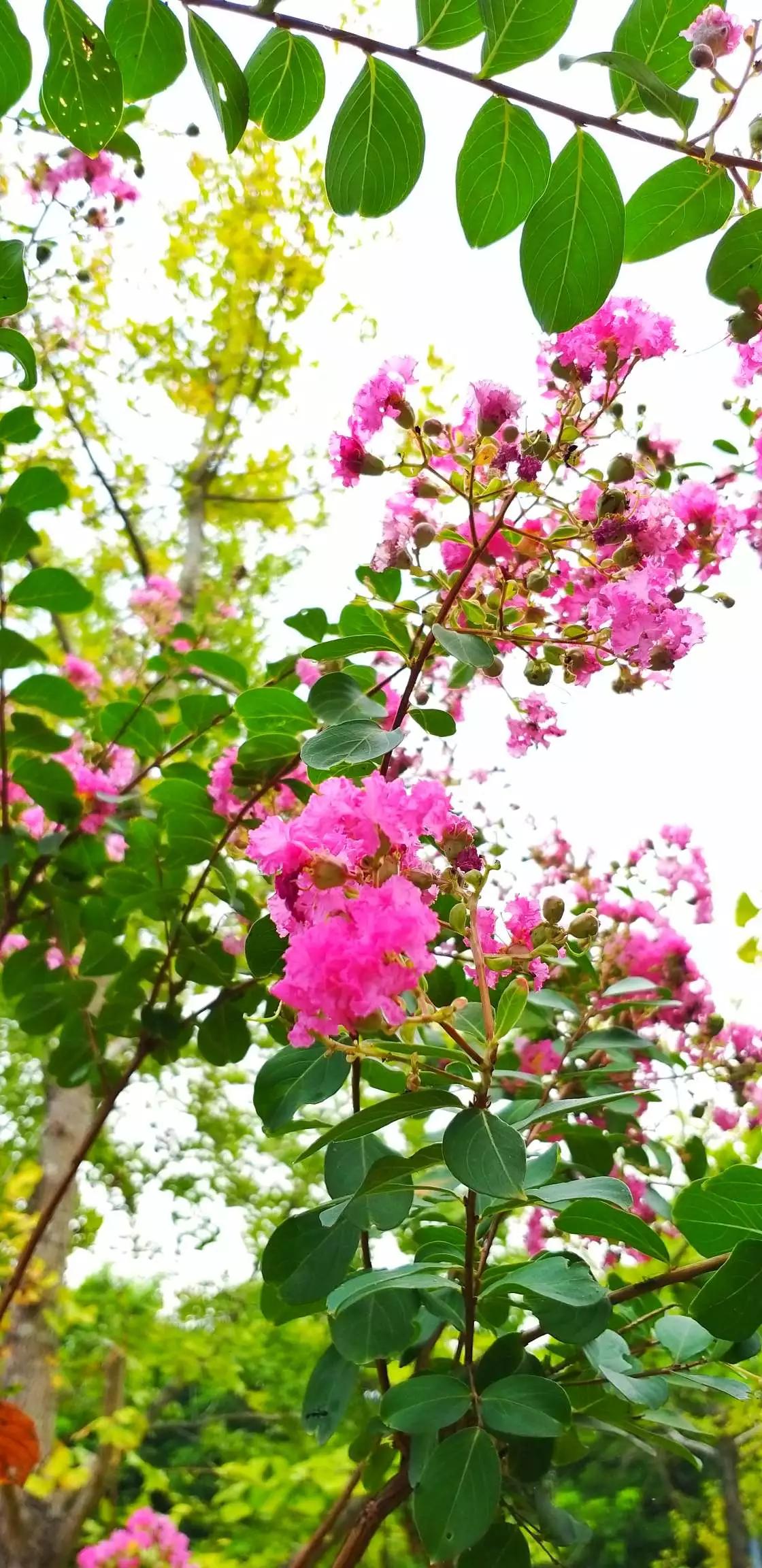认识各种花的花名,认识各种花的名称