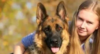 养马犬好还是养德国牧羊犬好,德国牧羊犬可以在城市养吗