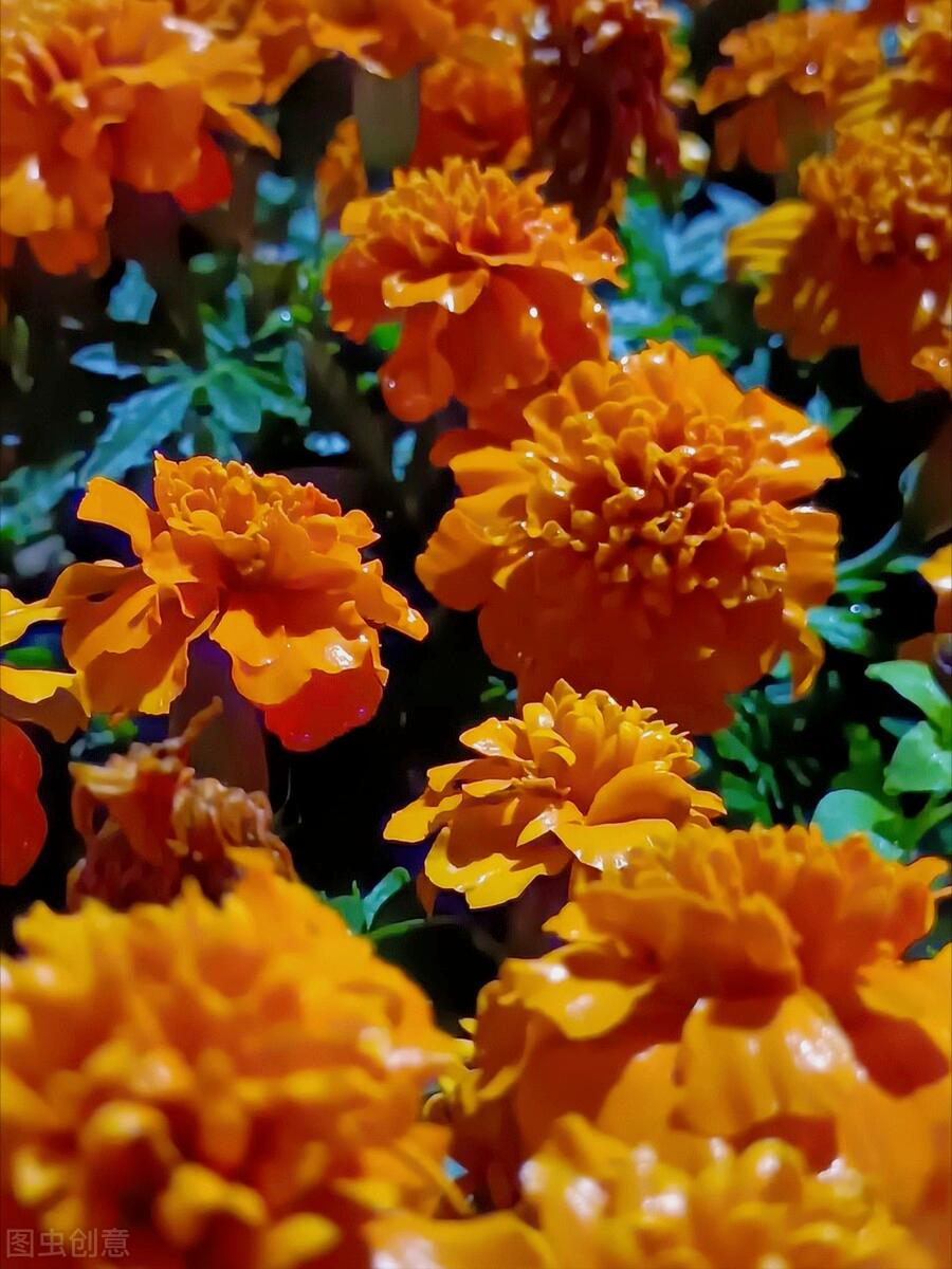 一花一世界,一花一叶送祝福,有花陪伴最幸福;有叶牵挂更美好