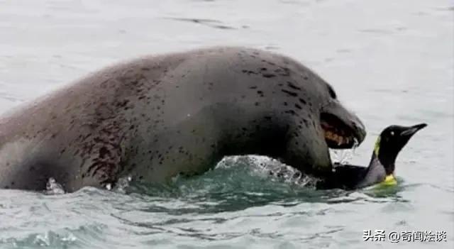 凶残的动物捕猎现场,盘点动物捕猎瞬间的迷惑行为