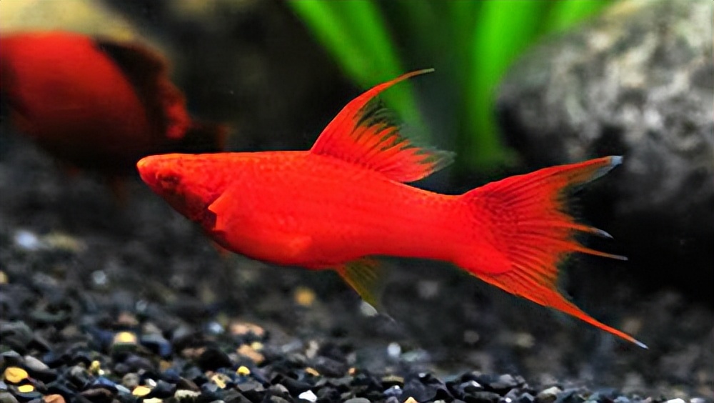 比较容易养的观赏鱼有哪些品种,适合懒人养的观赏鱼多有哪些品种