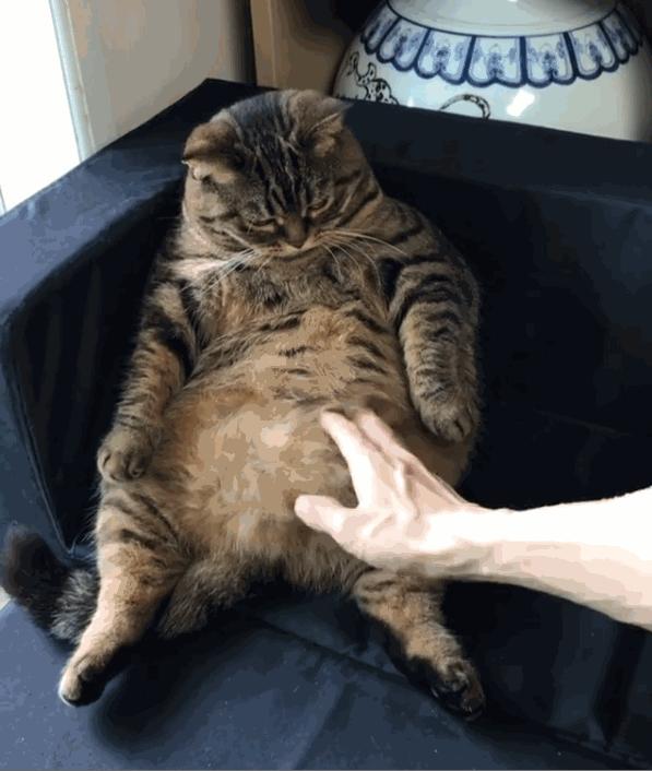 养美短猫的十大好处和坏处,猫对人身体有哪些好处和坏处