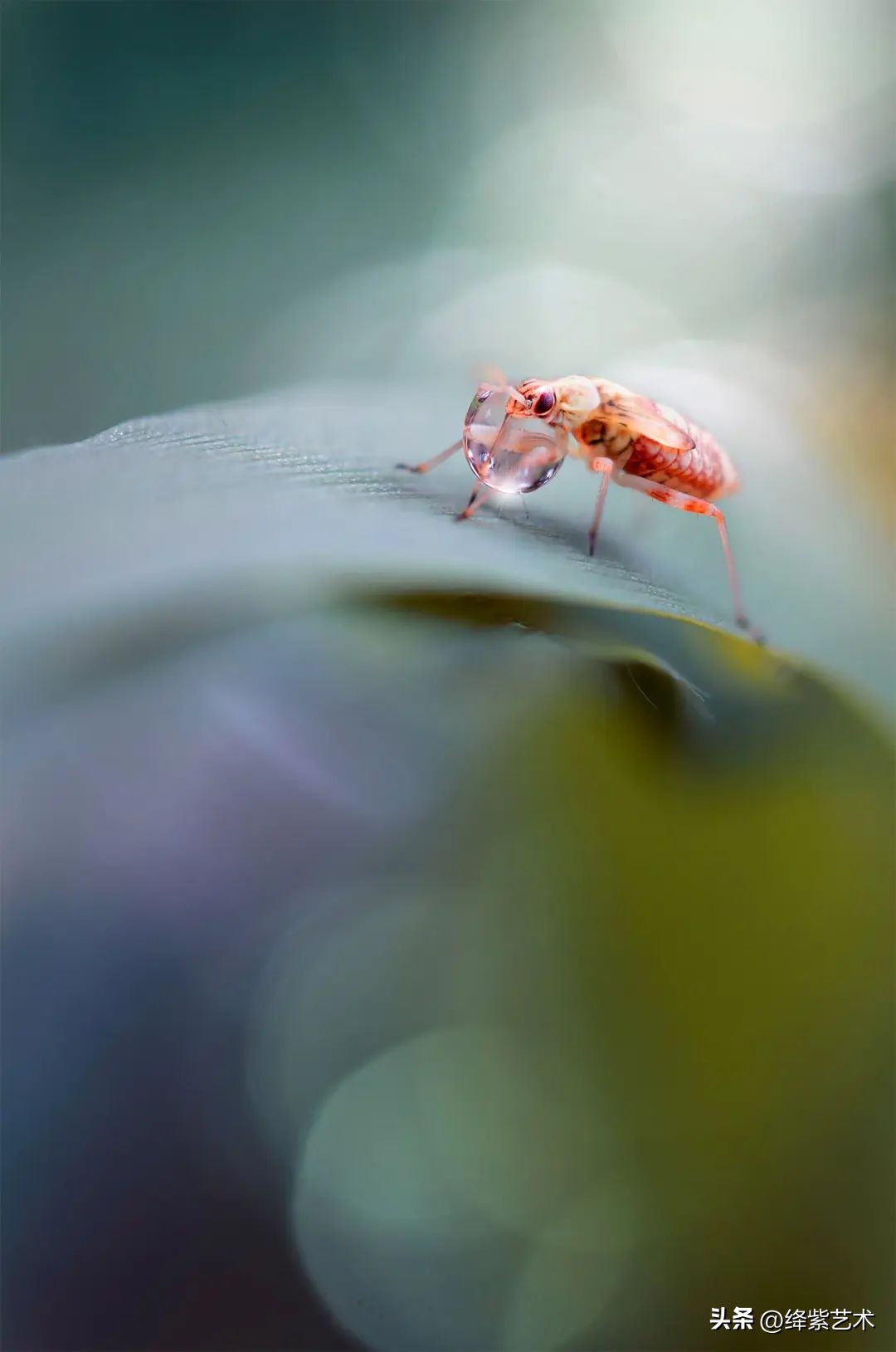 微距镜头之下的苍蝇,苍蝇微距拍摄