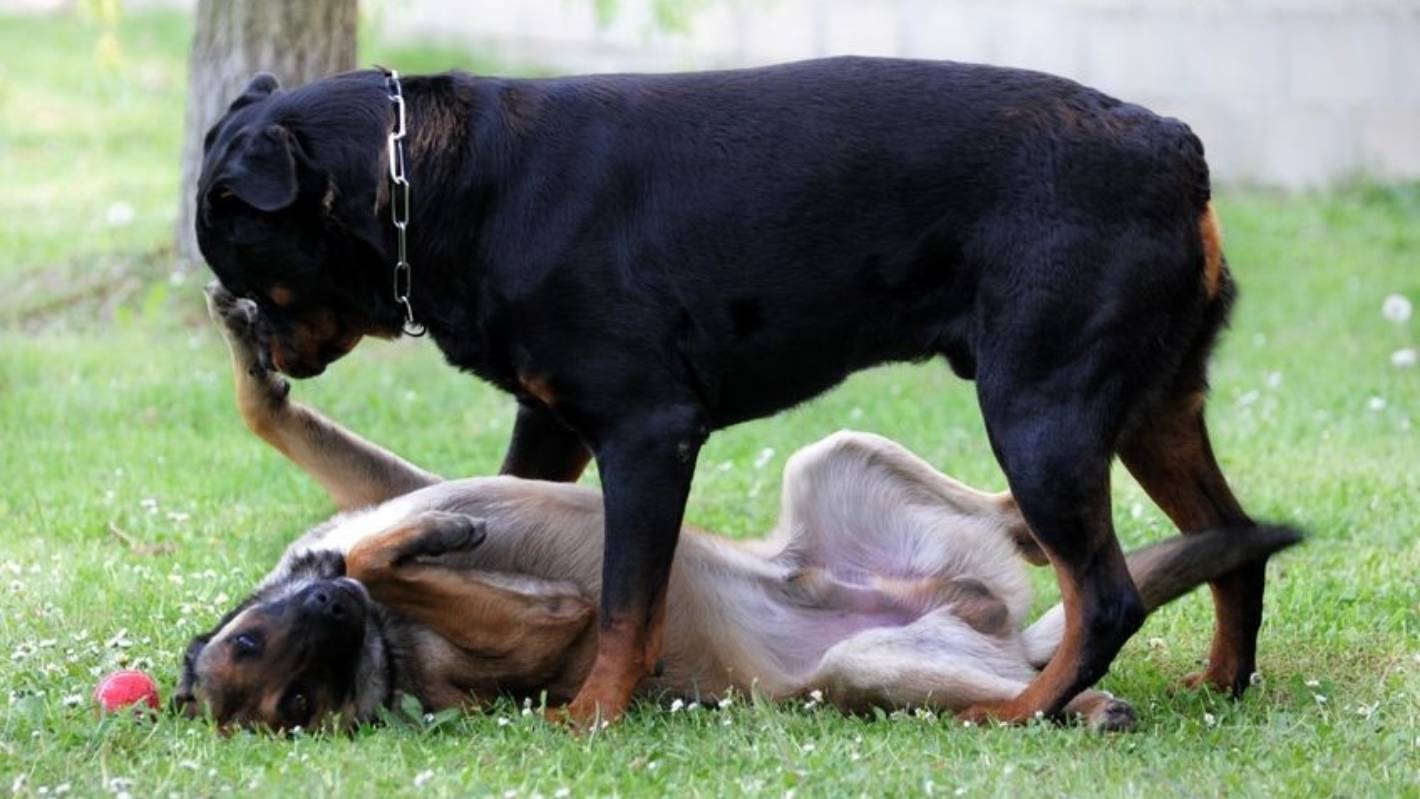 比特犬vs老虎谁厉害些,比特犬vs罗威纳哪个猛