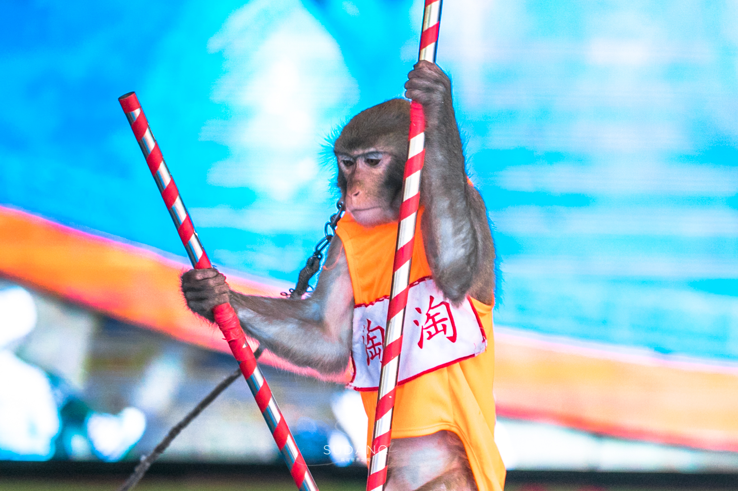 武汉哪个动物园比较适合小朋友玩,武汉值得带孩子去的动物园