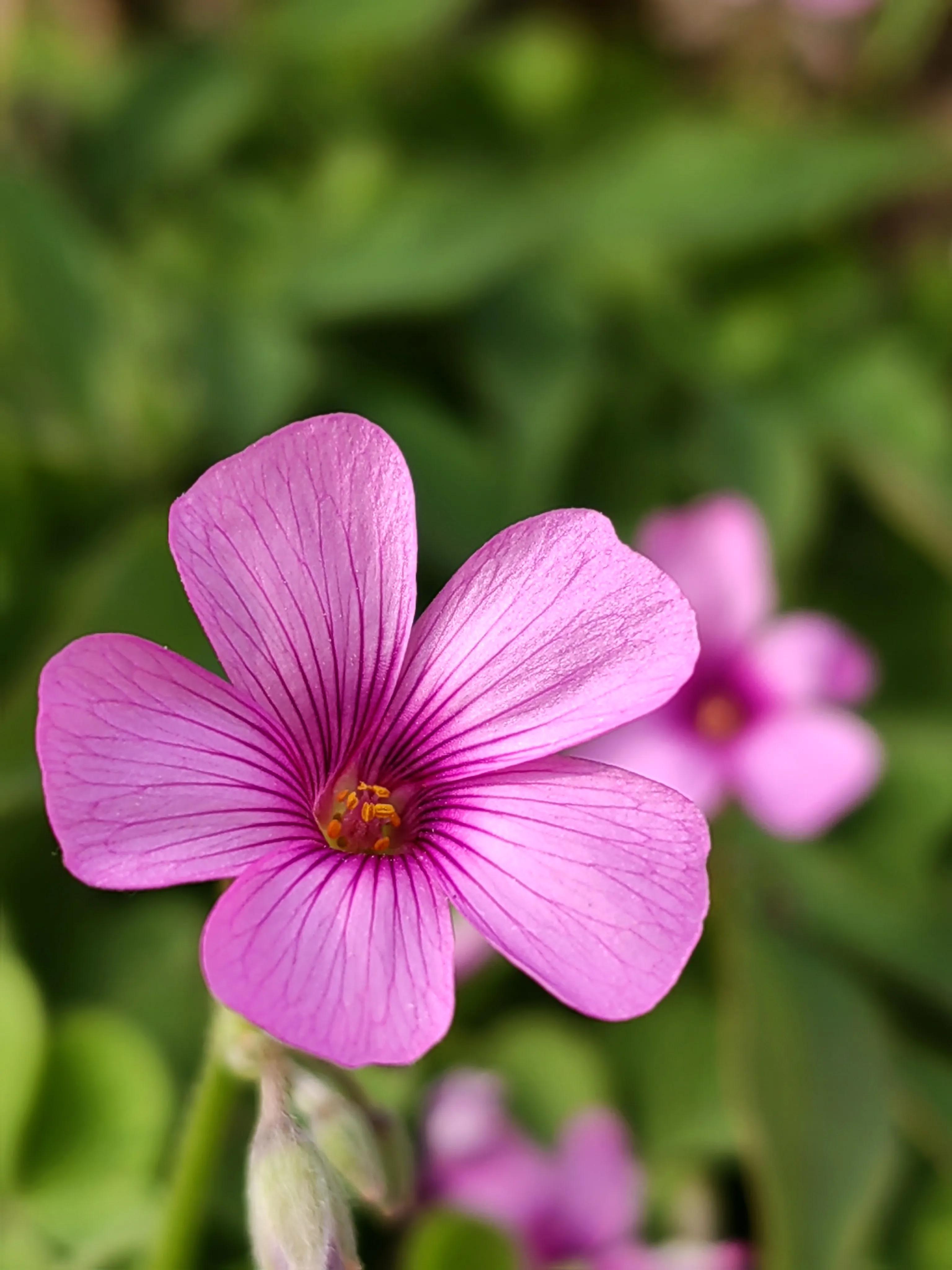 郑州牡丹花季,郑州去哪里看牡丹
