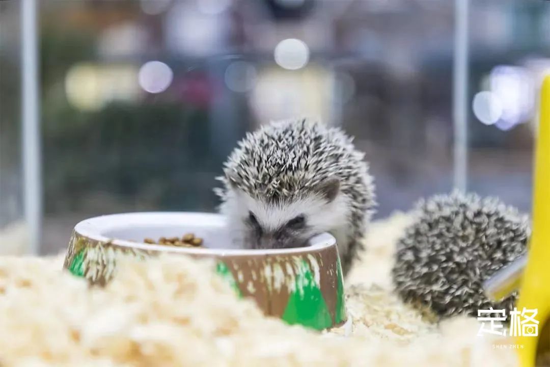 深圳最好玩的十个地方,深圳光明小镇欢乐田园好玩吗