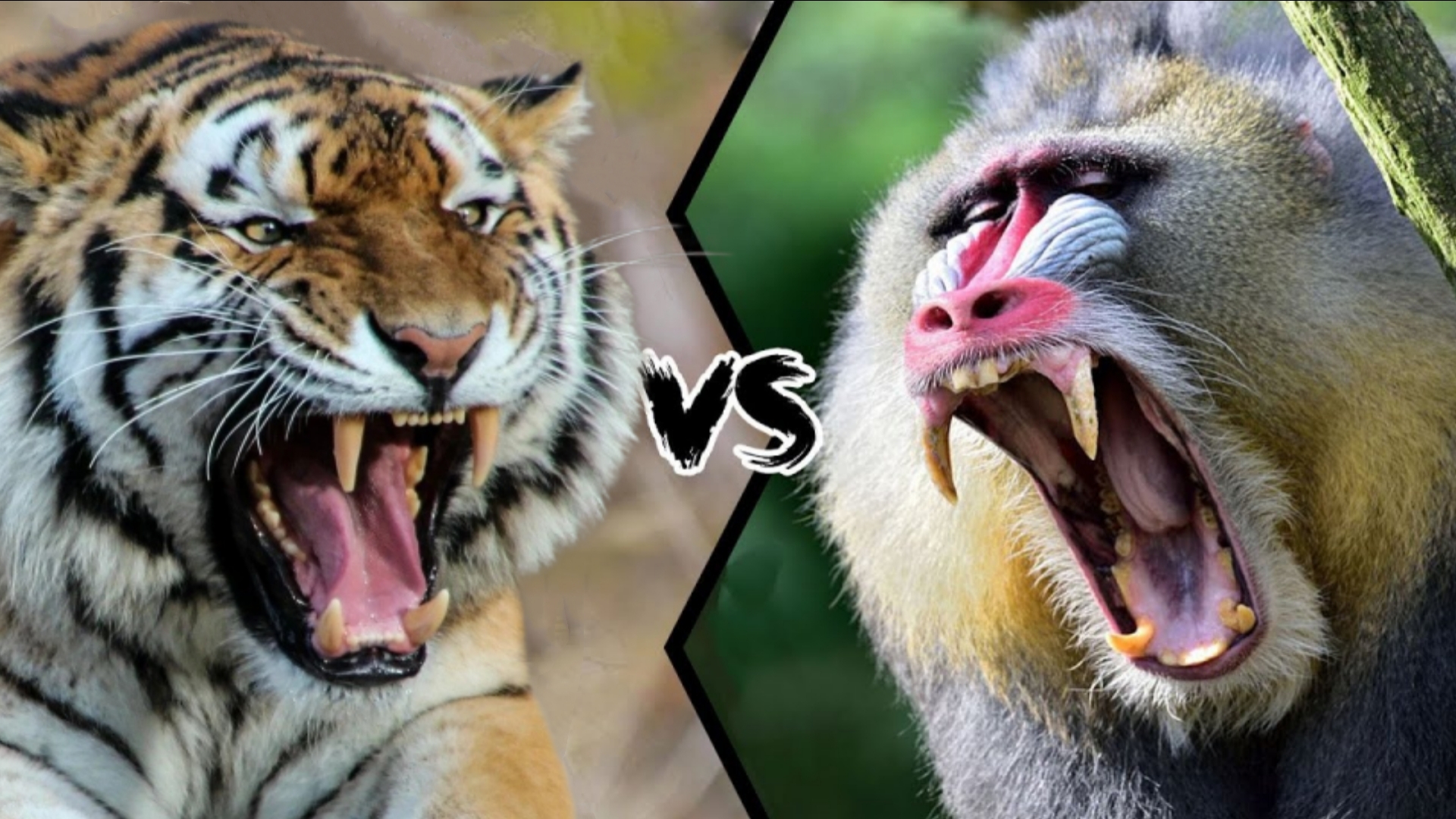 山魈vs老虎，当猴科老大遇到猫科二弟，谁会笑到最后呢？