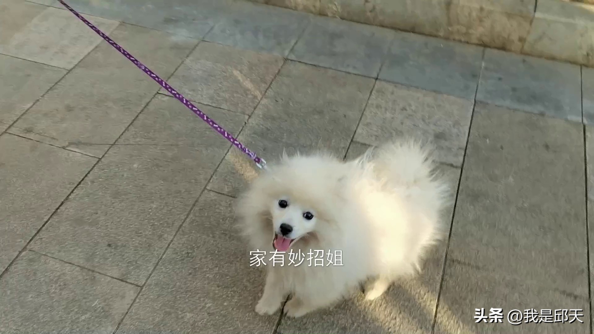 被狗追咬自救的方法,骑电动车被狗追自救的方法是什么