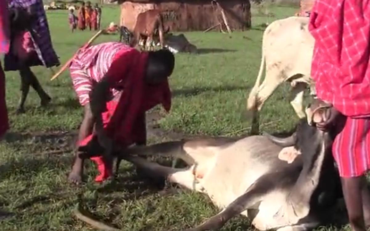 马赛人抢狮群的食物动图,马赛人从狮子豹子口中抢夺食物