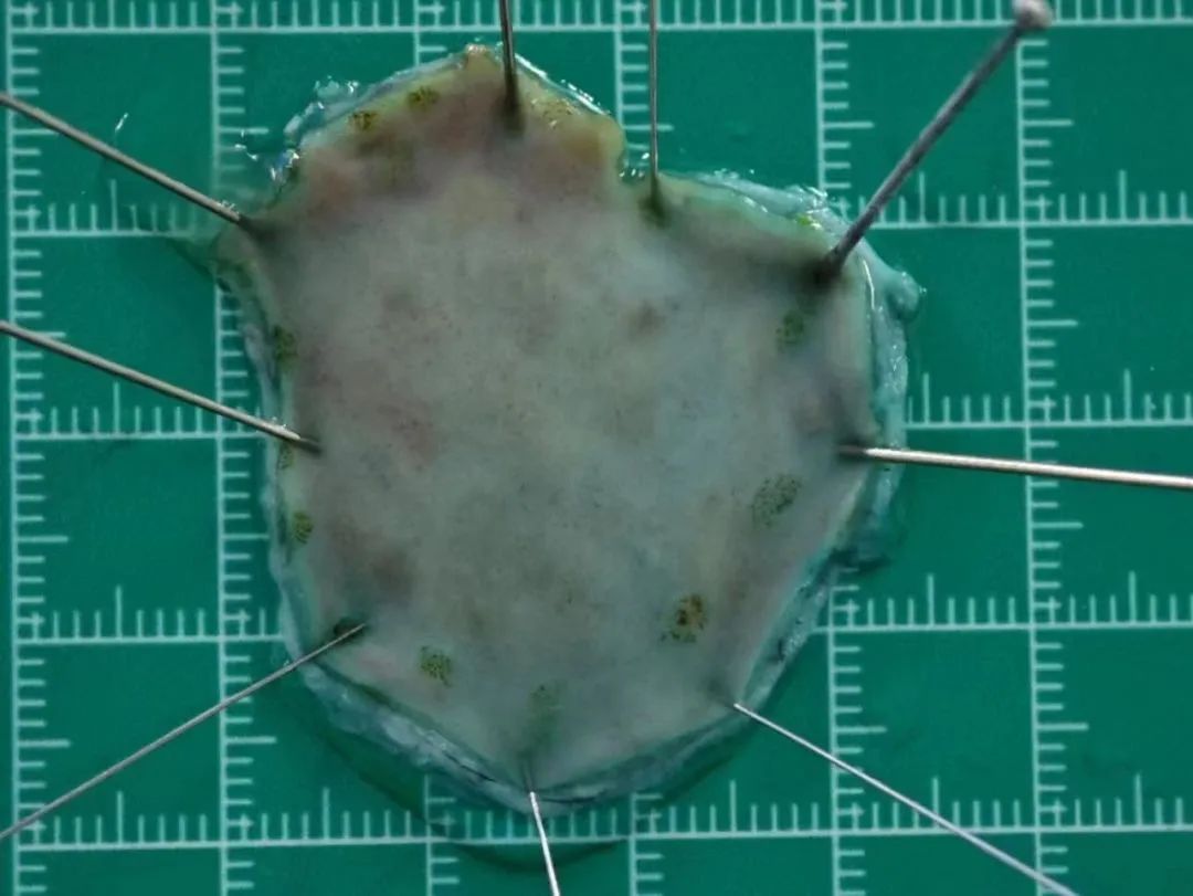 朗豪专家培训班,朗豪专家培训学校第六期精彩来袭