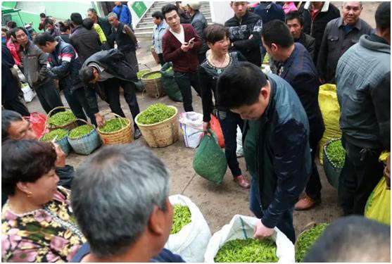 老茶客白牡丹散茶,茶叶散茶一般利润多少