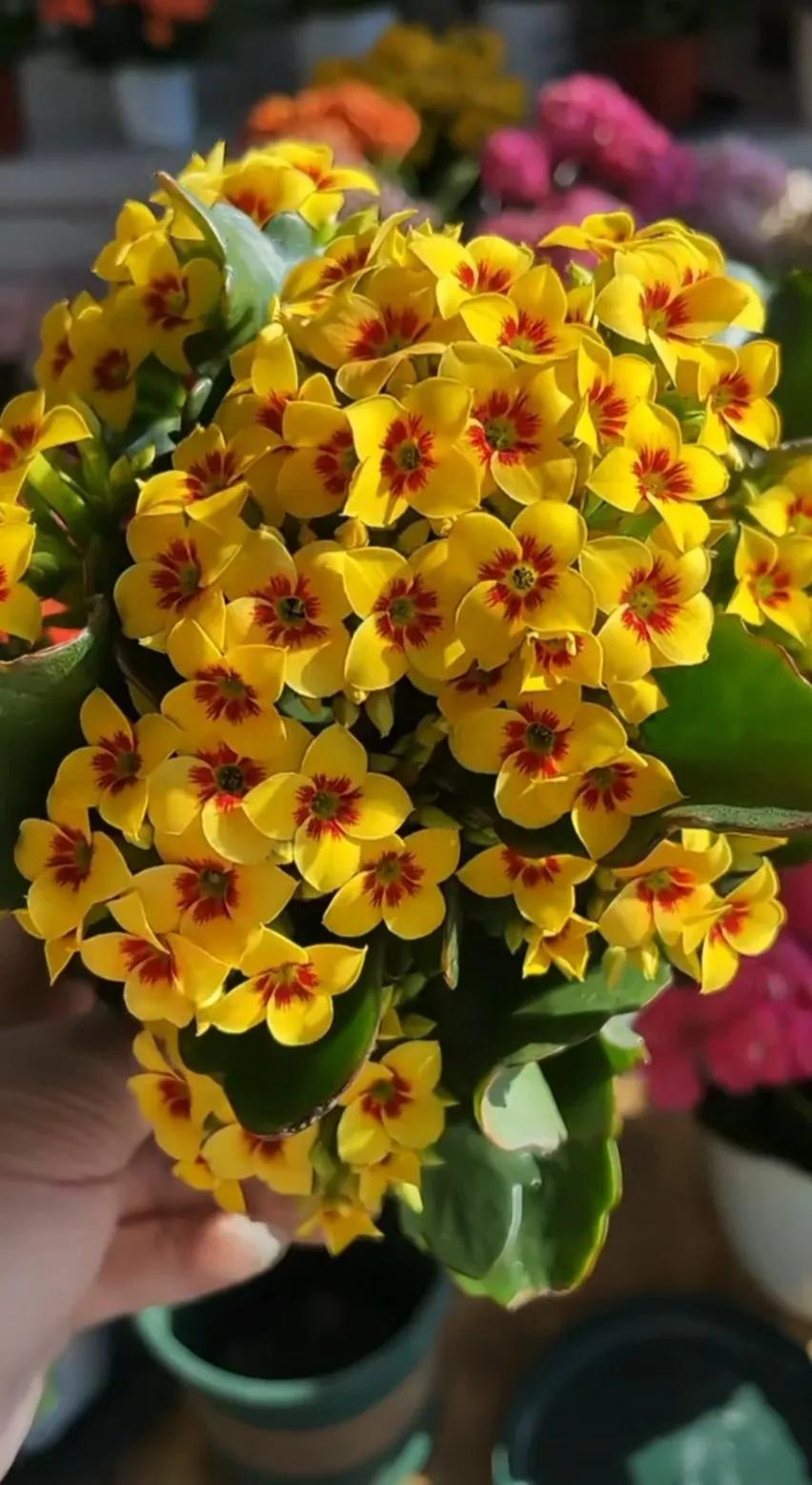 分享精美花朵图片,分享春天的图片大全