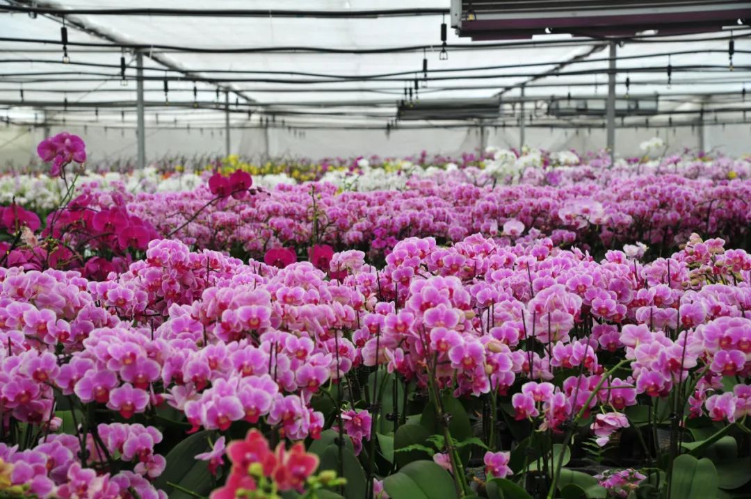 这才是潍坊,好品山东潍坊篇