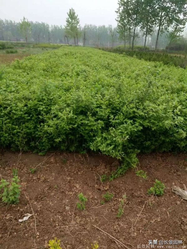 上海优质金银木价格,金银木价格一览表