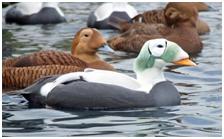 鸟类在分类学中统称为什么,鸟纲分类总表