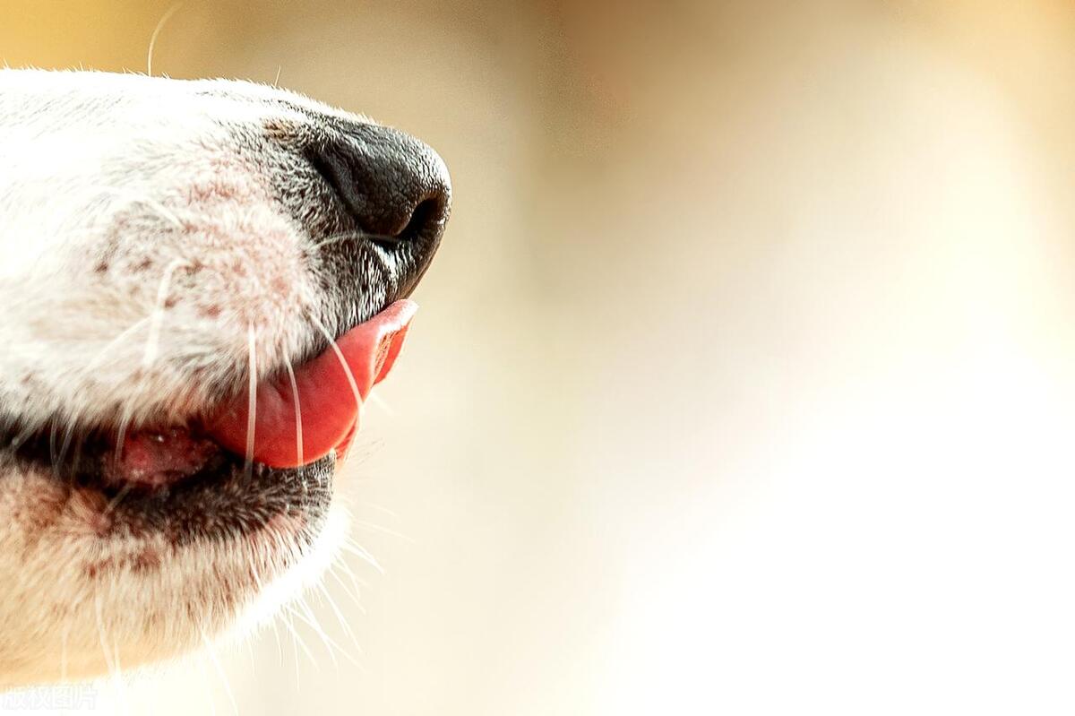 为什么狗狗总是伸着舌头呼吸?它的身体会散热吗?