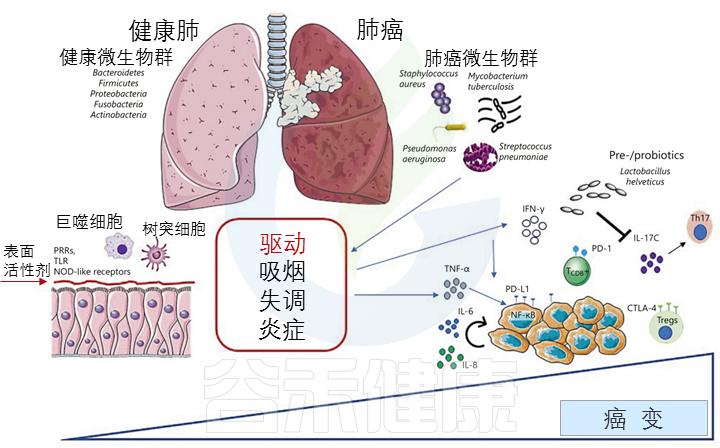 人体微生物分布于哪些位置,与人体共生的微生物
