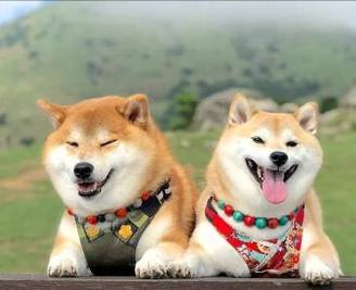 狗交配后居然会流血？难道是太激烈了？