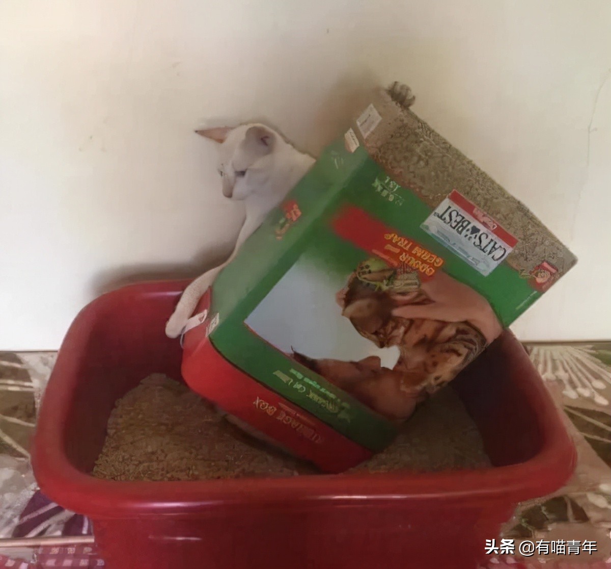 全世界唯一一只世界上最大的猫,世界上最小的体型最大的猫