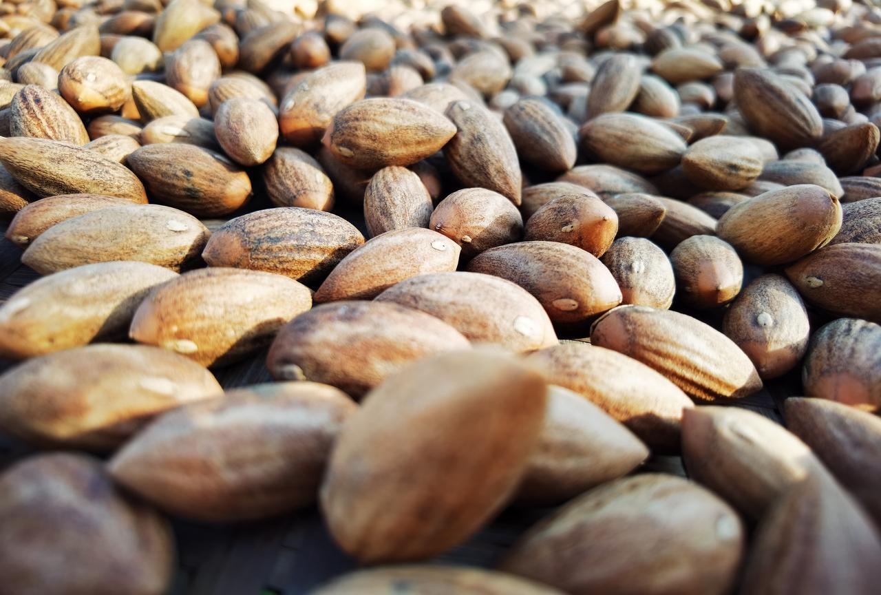 今年香榧价格大概多少,香榧价格多少钱一颗