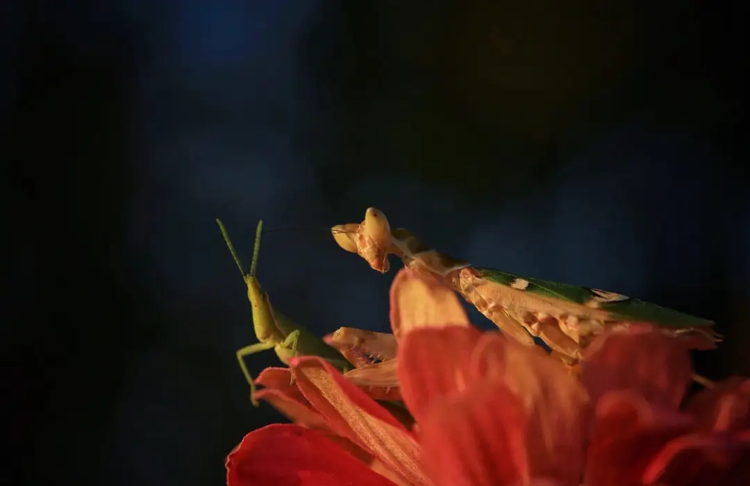 为什么说螳螂是凶残的昆虫呢,螳螂可以杀死比自己大的动物吗