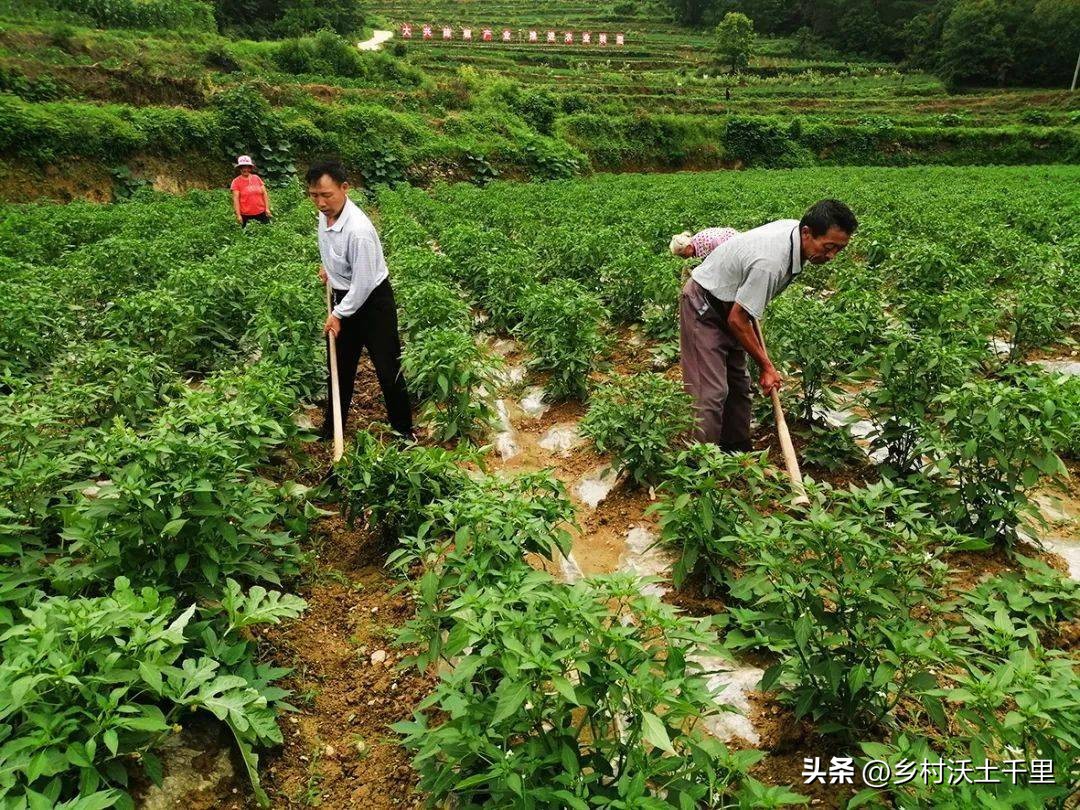 阳台种的辣椒为什么开花不结辣椒,辣椒只开花不结辣椒是什么原因