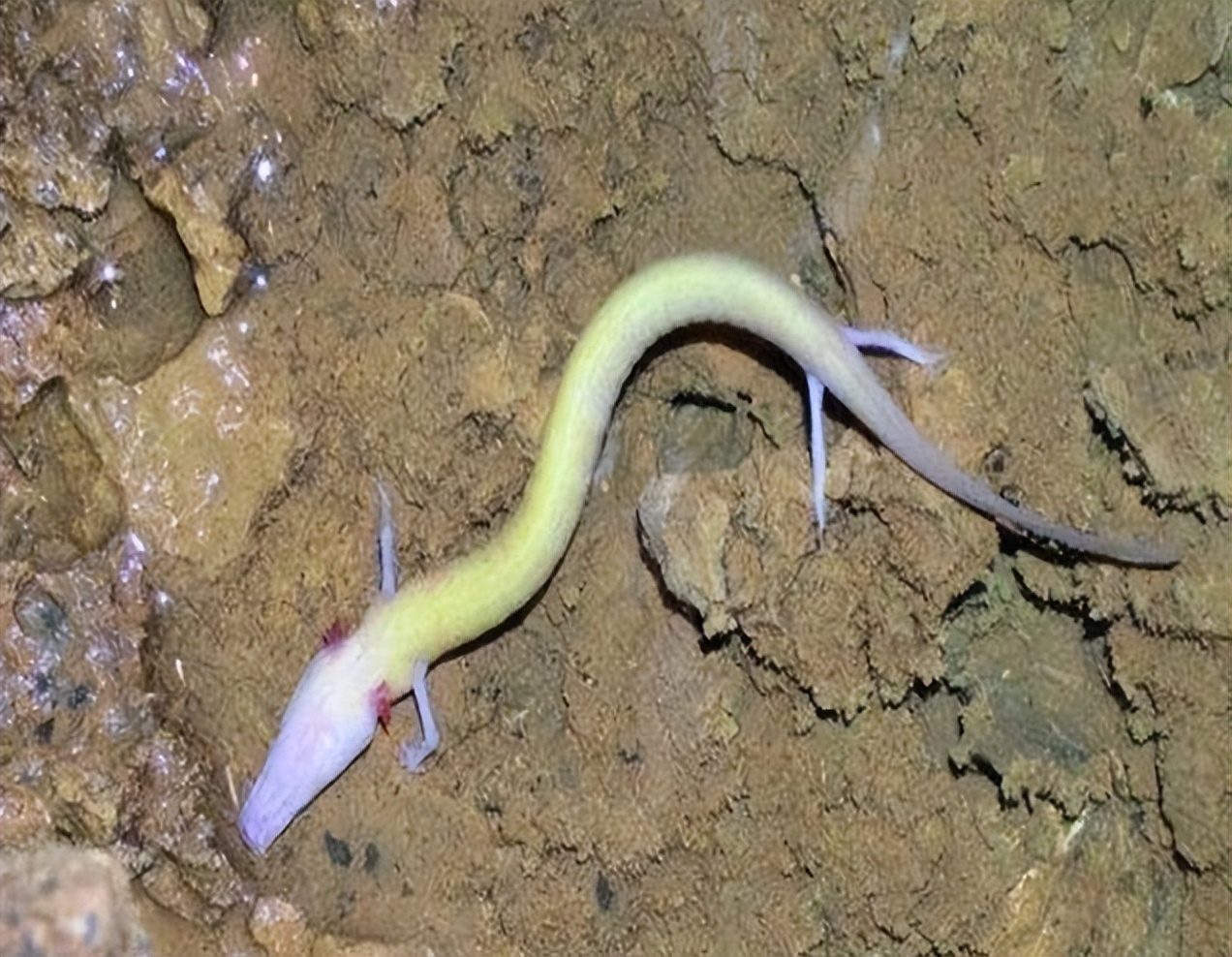 蛟龙真的存在吗,真的有蛟龙这种生物吗