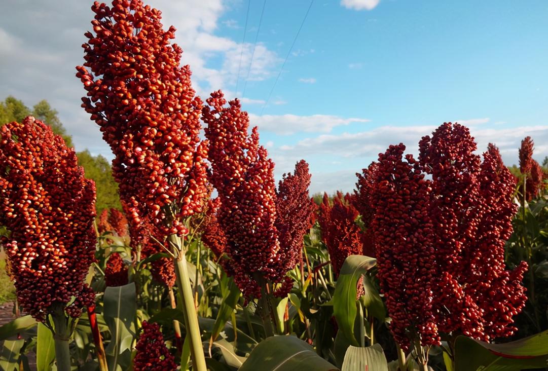 整箱存酒最好的储存方法,家中有酒怎么藏