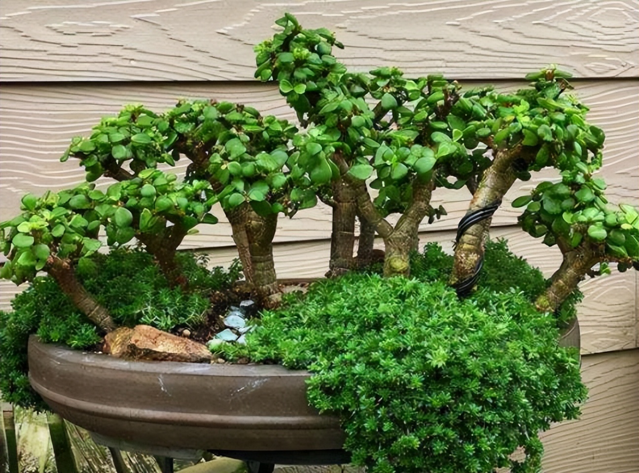 家里养5种花寓意好富贵养人,家里养什么植物寓意和象征风水