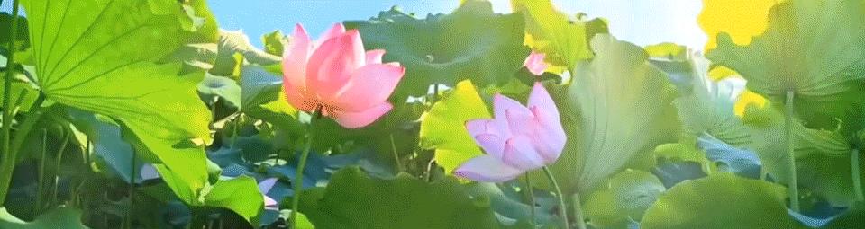 现代农业研究：水稻重金属P型ATP酶OsHMA6可能是铜外排蛋白