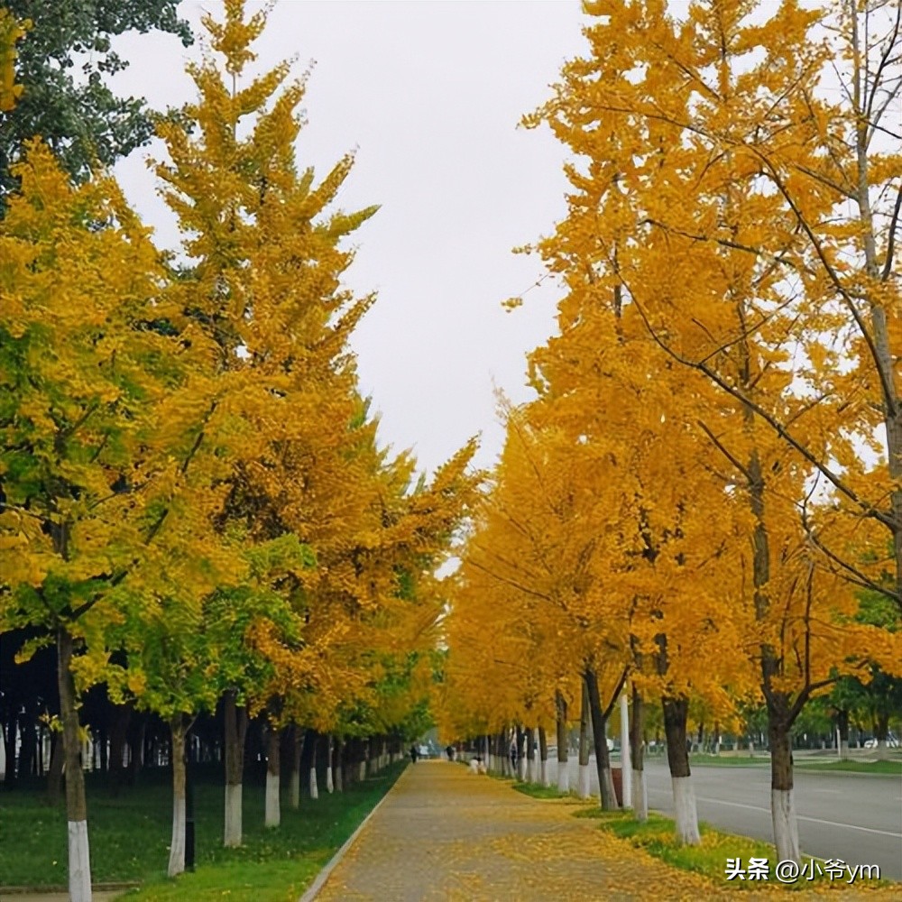 银杏茶的喝法和禁忌,吃银杏果喝什么茶好呢