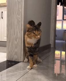 捡回来的流浪猫目光呆滞躲在角落,捡到一只爬满虫的流浪猫