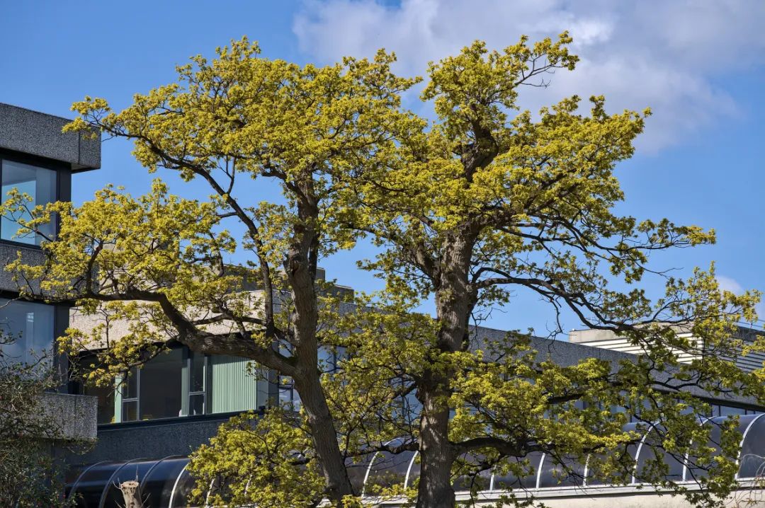 世界最和平的国家是哪个国家,全球国内最和平的国家