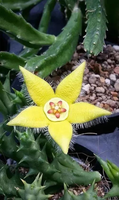 五星花有什么特点,五星花最漂亮的品种