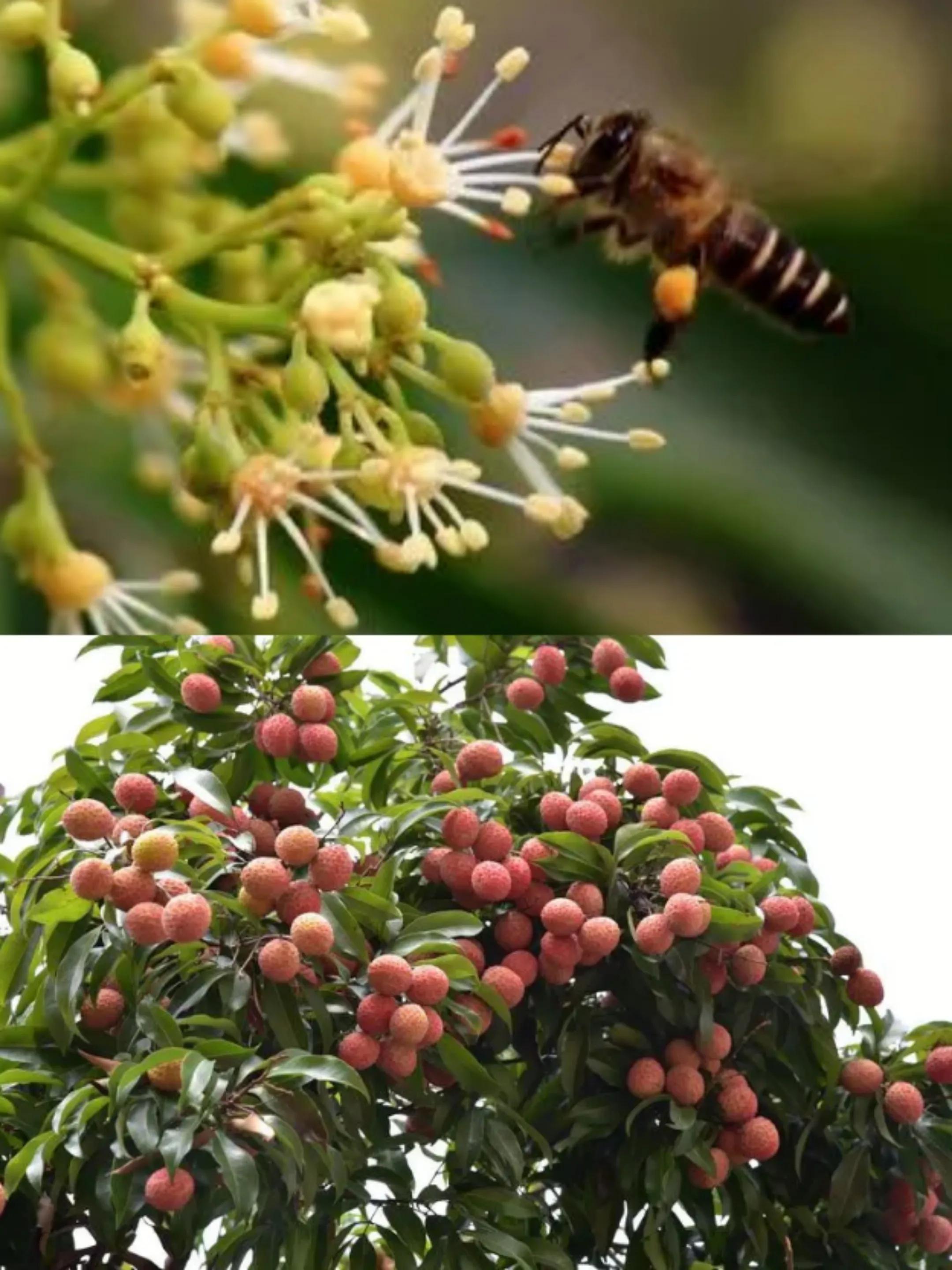 蜜蜂养殖以后前景怎么样,蜜蜂养殖是服务行业吗