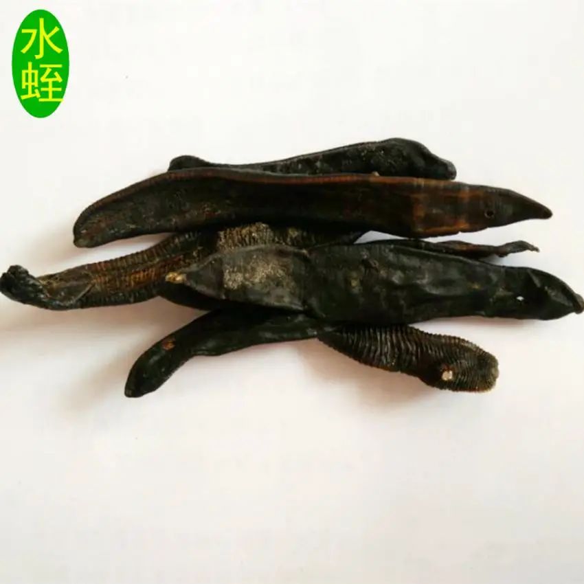 蚂蟥如果没有吸血会死亡吗,蚂蟥被吸血