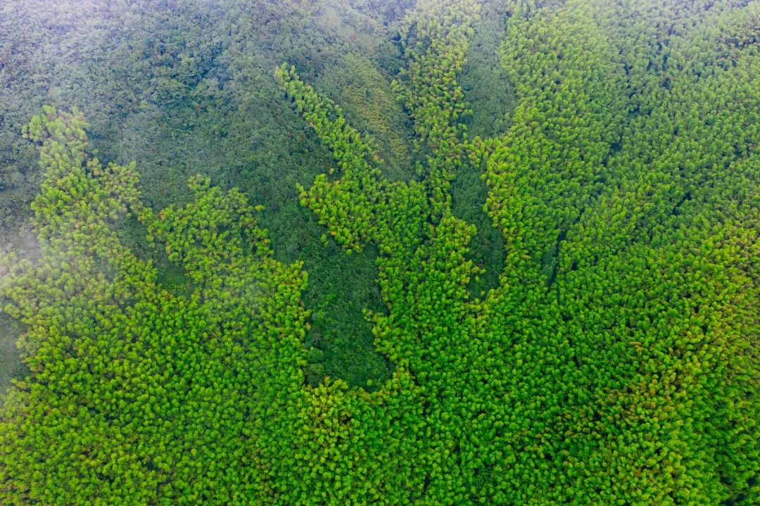 莫干山民宿天花板体验之旅,藏在莫干山间的民宿真的太美了